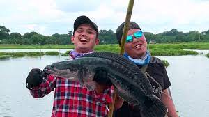 Untuk tasik dan sungai memancing, pergi di mana air bertukar dari cetek ke dalam. Mancing Mania Predator Air Tawar Sulawesi 19 01 19 Part 2 Youtube
