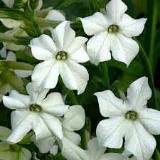 Image result for Nicotiana