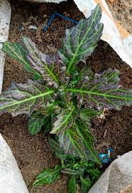 Image result for Gynura pseudochina