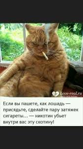 Дудки! Сорок лет стажа - ни одна скотина не подохла... А мы все пашем и  пашем... | Funny cats and dogs, Funny animal pictures, Funny animals