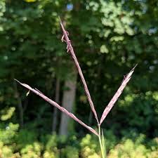 Image result for Andropogon