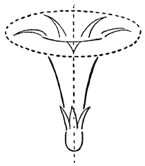How To Draw Morning Glory Flower Step By Step Drawing Tutorial How To Draw Step By Step Drawing Tutorials In 2020 Easy Flower Drawings Flower Step By Step Step By Step Drawing