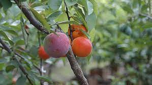 We did not find results for: Tree Of 40 Fruit