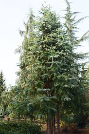 Image result for Monsonia glauca