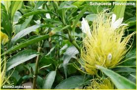نبات الزينة شاورية برازيلية Schaueria Flavicoma النبات سميت إلى أسماء شخصيات النبات معلومان عامه معلوماتية Plants Herbs
