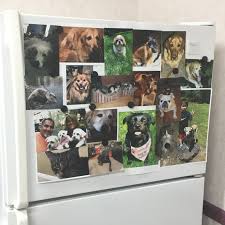 Pet supplies · pet groomer. Turchette Donates Pet Supplies To 11th Hour Rescue Turchette