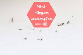 Kleine Mini Fliegen In Der Wohnung Wie Man Sie Bekampfen Kann Gartenlexikon De