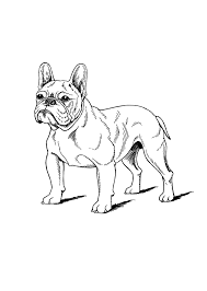 In 1897, the french bull dog club of america was formed, the first club in the world dedicated it really does matter where you get your french bulldog. Http Www Fci Be Nomenclature Standards 101g09 En Pdf