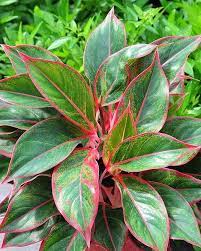 Aglaonema Siam Aurora01 Plants Foliage Plants Trees To Plant