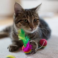 Maybe you would like to learn more about one of these? Why Won T My Adult Cat Play