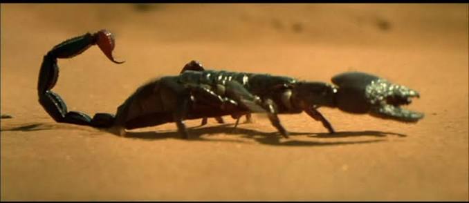 Scorpion | Rickipedia: The Mummy Wiki | Fandom