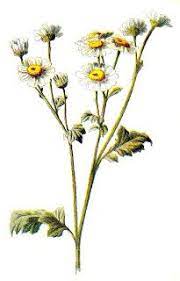 Antique Images Flowers Flower Clipart Flower Bouquet Drawing