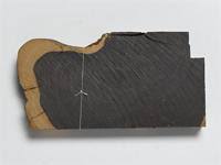 Image result for Dalbergia melanoxylon