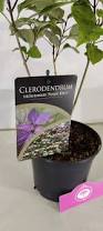 Image result for Clerodendrum ternatum