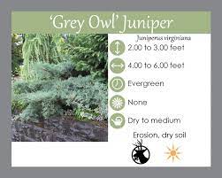 We did not find results for: Grey Owl Juniper Native Plant Spotlight Lauren S Garden Service Native Plant Nursery