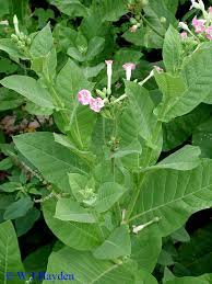 Image result for Nicotiana tabacum