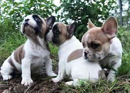 Great play mates and awesome companions! Pennysaver French Bulldog Puppies For Sale In Los Angeles California Usa