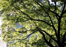 why we no longer recommend a 40 percent urban tree canopy