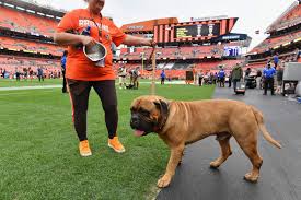 The costume character is a labrador retriever who comes from cleveland's famed dawg. Browns Bullmastiff Mascot Swagger Dies At Age 6 Bleacher Report Latest News Videos And Highlights