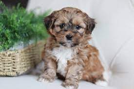 All of our puppies are raised by hand by families and are healthy, happy and very well socialized. Shihpoo Puppies For Sale Timbercreek Puppies Poodle Mix Puppies Teddy Bear Puppies Shih Poo Puppies