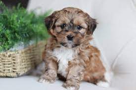Check spelling or type a new query. Shihpoo Puppies For Sale Timbercreek Puppies Poodle Mix Puppies Shih Poo Puppies Teddy Bear Puppies