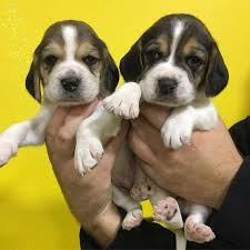 Elizabeth Beagle Yavrulari Elizabeth Beagle Yavrulari Kopek Kopekseverler Kopeksahiplendirme Kopekyavrusu Evcilhayvan Beagle Kopek Evcil Hayvanlar