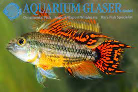 If there is more than 1 female in the tank, i may expect more than 1 spawn. Apistogramma Cacatuoides Double Red Aquarium Glaser Gmbh