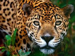 Beautiful Jaguar Jaguar Animal Animals Beautiful Wild Cats