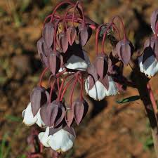 Image result for Trichodesma physaloides