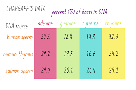 In dna, adenine and thymine are complimentary, and base pairing rules and complementary base rules are related because of dna. The Structure Of Dna Genetics The Structure Of Dna