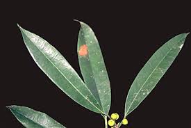 Image result for Ficus barteri