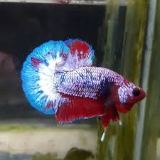 Plakat Tail Fancy Line Hellboy Betta Fish Betta Fish Types Betta Betta Fish