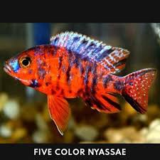 Image result for Eulophia nyasae