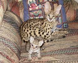 Pin On Cats Firewolf S