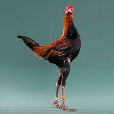 Chicken Breeds Modern Game