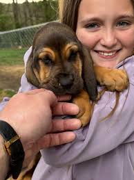 Our 2.5 year old black lab sleeps in a “mudroom” like room with her dog  bed, doggy door to go outside, and is closed off from the rest of the house  with