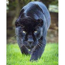 We hope you enjoy our growing collection of hd images to use as a background or home. Diamond Embroidery 5d Diy Diamond Painting Black Panther Animal Diamond Cross Stitch Resin Mosaic Buy From 4 On Joom E Commerce Platform