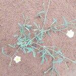 Image result for Cienfuegosia digitata