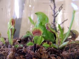 Cape sundews are insanely easy to i have a question though — i have my sundew indoors in a window that it seems to love being in. Carnivorous Plant Habitats What Are Carnivorous Plants And How Are They Grown
