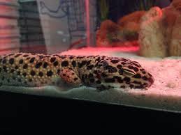 Gutloading and dusting of the livefood is obviously just as important as it is for the adults. Sleeping Gecko Photos Free Royalty Free Stock Photos From Dreamstime