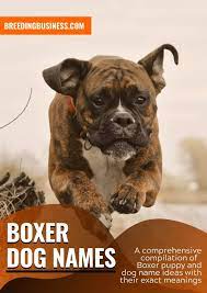 140 Boxer Dog Names Name Ideas For Strong Tough Boxer Pups