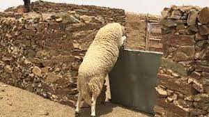 البوز في ليبيا شاهد مذا فعل هذا الكبش عندما تم عزله عيد الأضحى 2018 lion sculpture sculpture art