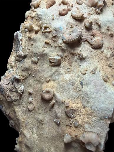 Las rocas del presente son la llave para explorar el pasado de la tierra  ven y has uno viaje en el tiempo de 150 millones de años y descubrir qué  los humanos