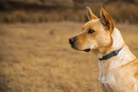 Maybe you would like to learn more about one of these? Australian Kelpie Hunde