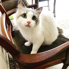 The munchkin cat meowing.so cute kitten! Really Cute Cat Cats