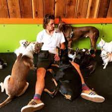 Get exact prices by contacting affordable dog trainers near you. Puppy Daycare Near Me Cheap Online