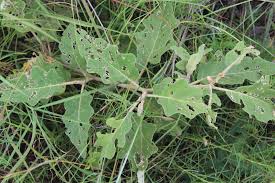 Image result for Solanum lichtensteinii