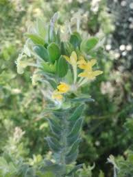 Image result for Gnidia goetzeana