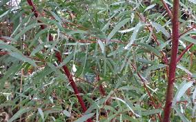 Image result for Eucalyptus angustissima