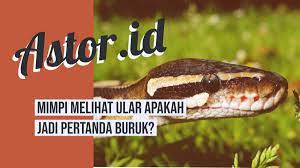 Sesuatu yang besar akan terjadi dalam hidup kamu. Mimpi Melihat Ular Apakah Bisa Jadi Pertanda Buruk